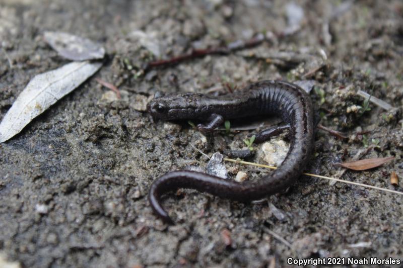 Kern Plateau Salamander (Batrachoseps robustus)