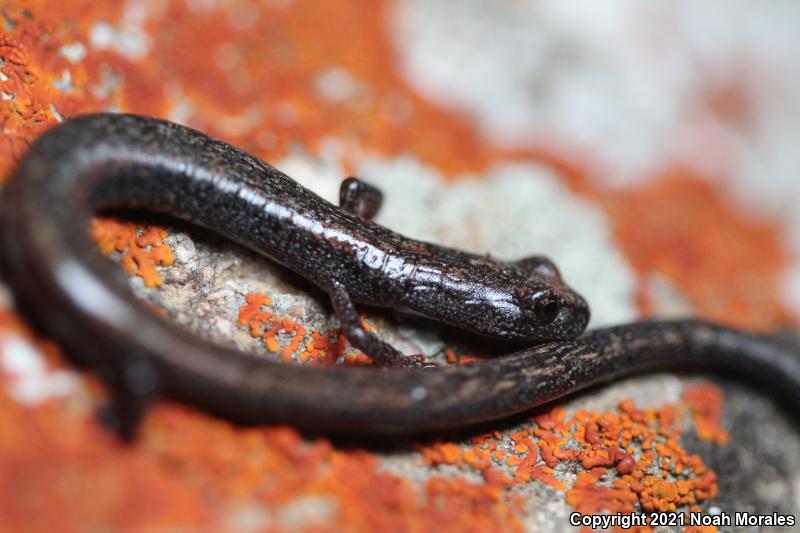 Kern Canyon Slender Salamander (Batrachoseps simatus)