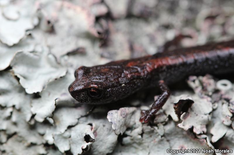 Kern Canyon Slender Salamander (Batrachoseps simatus)
