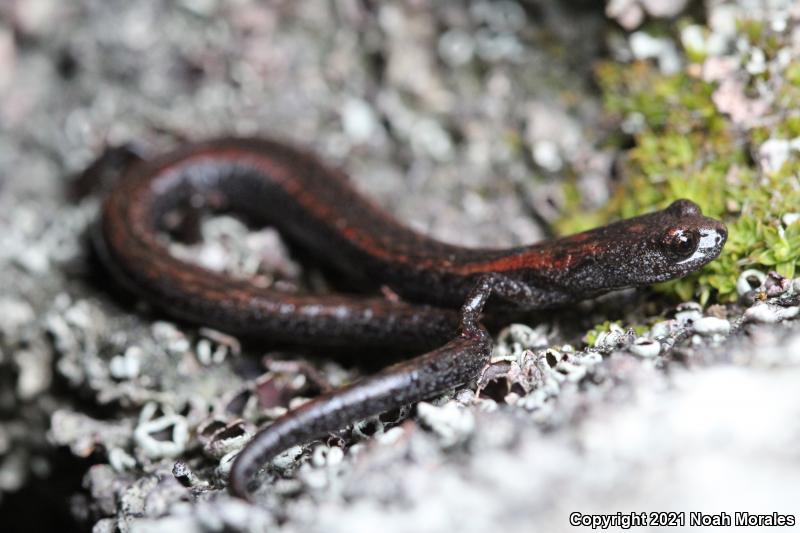 Kern Canyon Slender Salamander (Batrachoseps simatus)