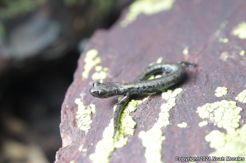 Kern Canyon Slender Salamander (Batrachoseps simatus)