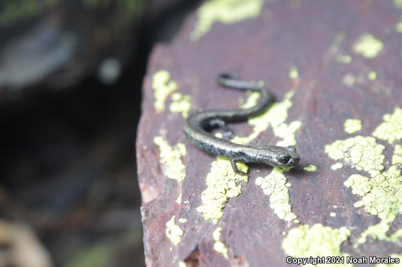 Kern Canyon Slender Salamander (Batrachoseps simatus)