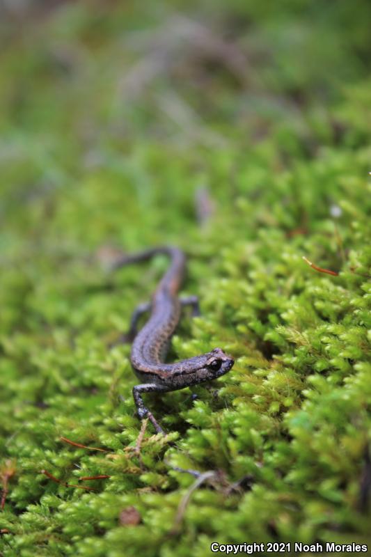 Tehachapi Slender Salamander (Batrachoseps stebbinsi)