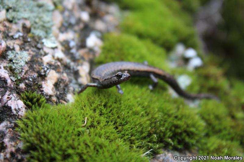 Tehachapi Slender Salamander (Batrachoseps stebbinsi)