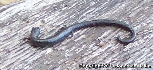 Black-bellied Slender Salamander (Batrachoseps nigriventris)