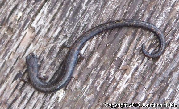 Black-bellied Slender Salamander (Batrachoseps nigriventris)