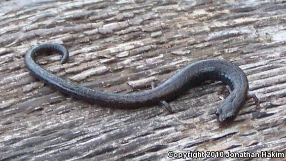 Black-bellied Slender Salamander (Batrachoseps nigriventris)