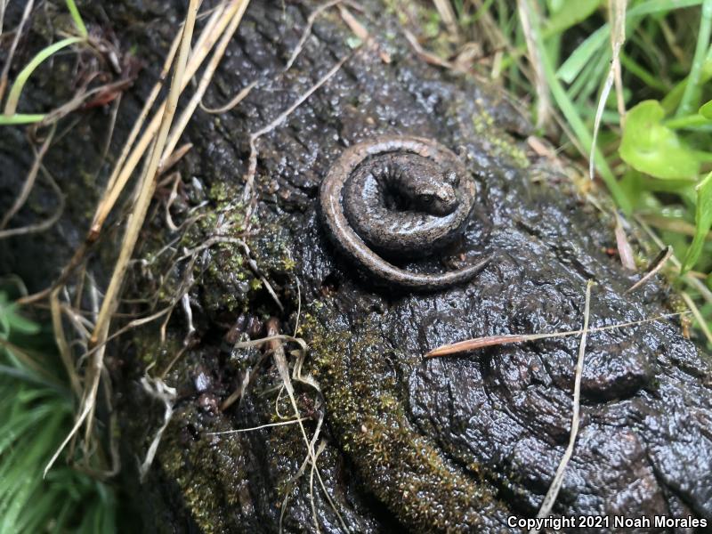 Tehachapi Slender Salamander (Batrachoseps stebbinsi)