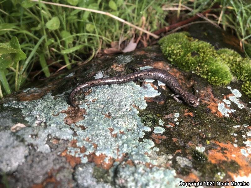 Tehachapi Slender Salamander (Batrachoseps stebbinsi)