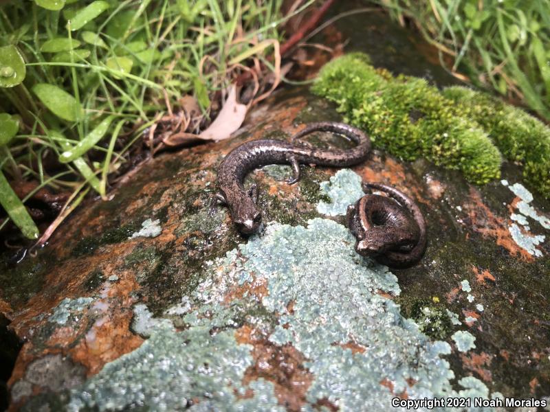 Tehachapi Slender Salamander (Batrachoseps stebbinsi)