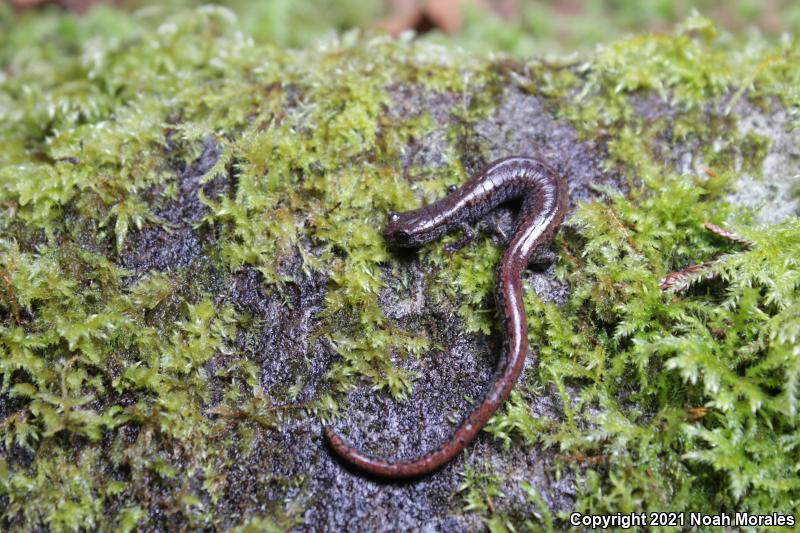 Oregon Slender Salamander (Batrachoseps wrightorum)