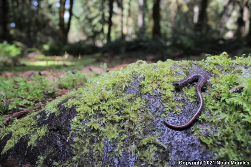 Oregon Slender Salamander (Batrachoseps wrightorum)