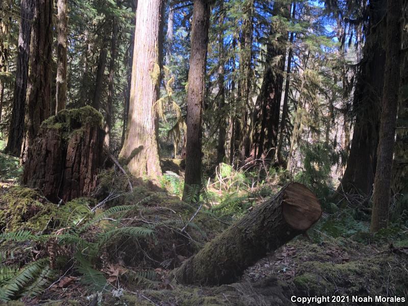 Oregon Slender Salamander (Batrachoseps wrightorum)