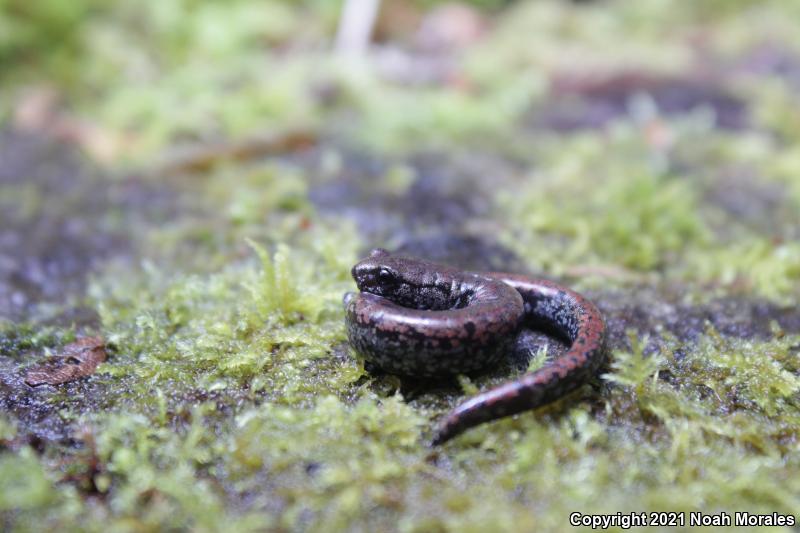 Oregon Slender Salamander (Batrachoseps wrightorum)