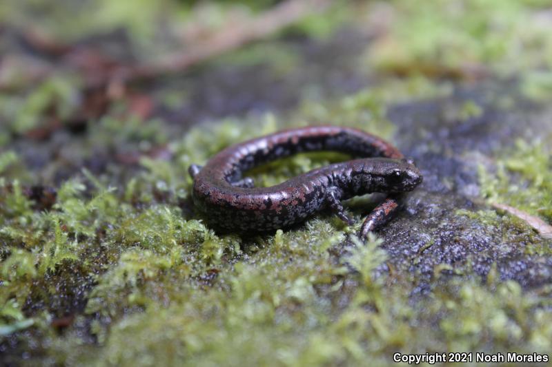 Oregon Slender Salamander (Batrachoseps wrightorum)