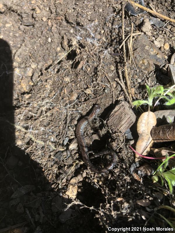 Gregarious Slender Salamander (Batrachoseps gregarius)