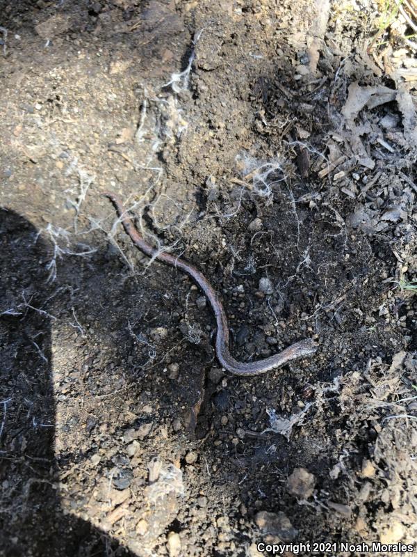 Gregarious Slender Salamander (Batrachoseps gregarius)