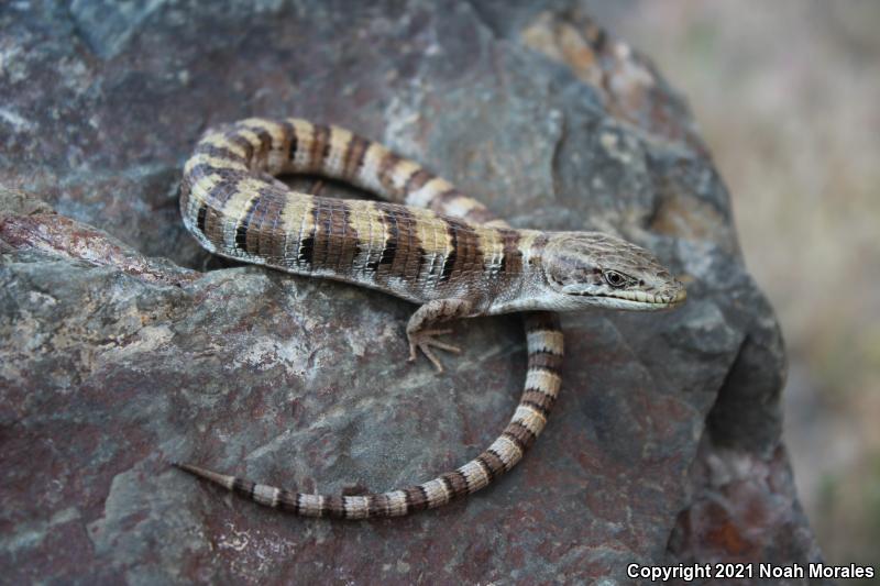 Panamint Alligator Lizard (Elgaria panamintina)