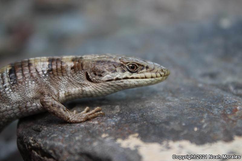 Panamint Alligator Lizard (Elgaria panamintina)