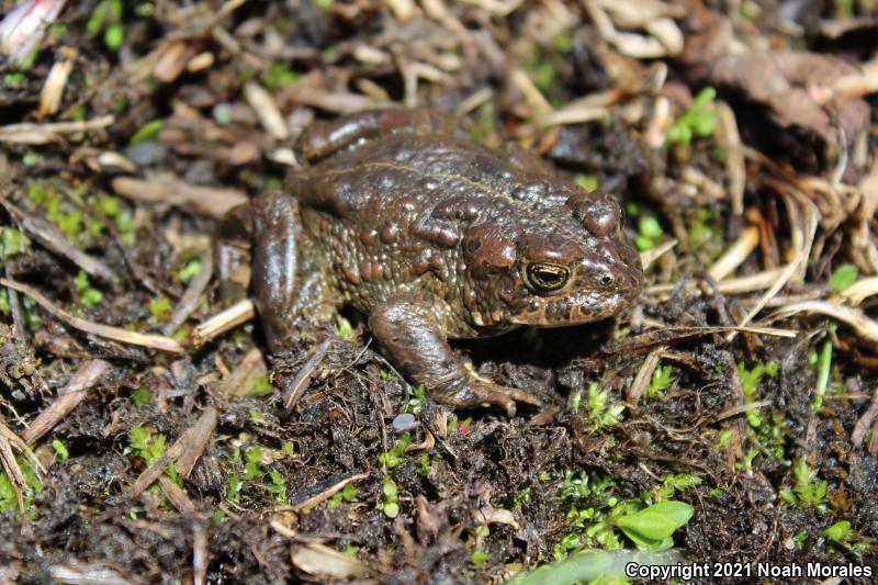 Yosemite Toad (Anaxyrus canorus)