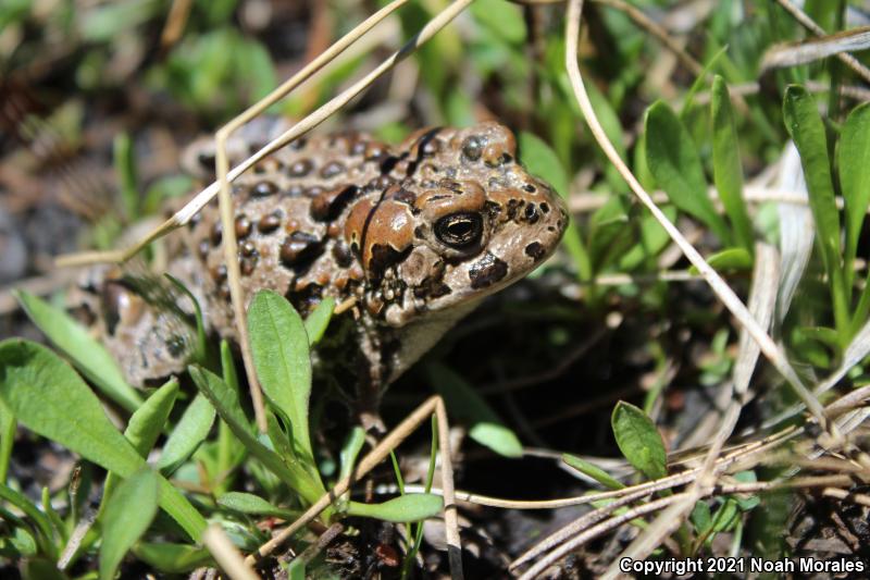 Yosemite Toad (Anaxyrus canorus)