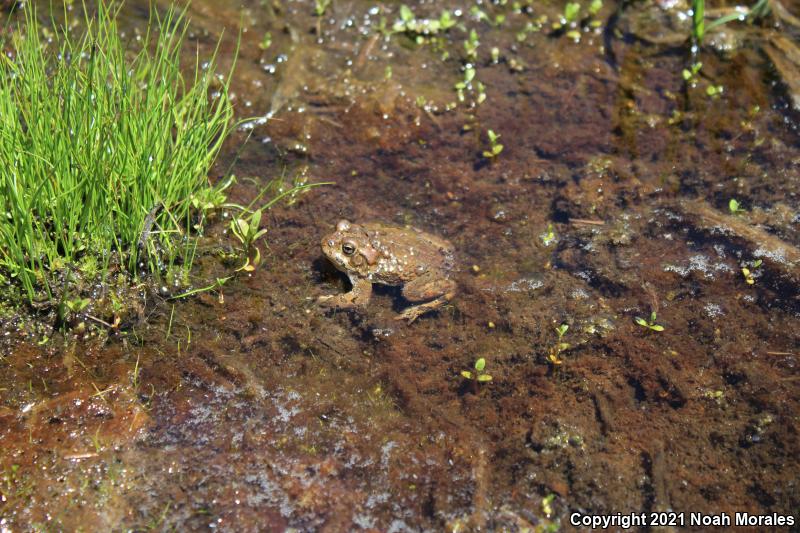 Yosemite Toad (Anaxyrus canorus)