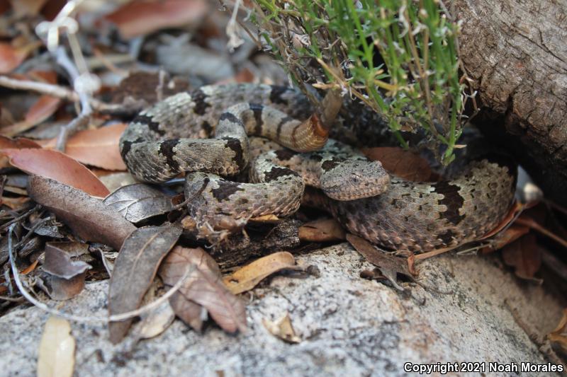 Banded Rock Rattlesnake (Crotalus lepidus klauberi)