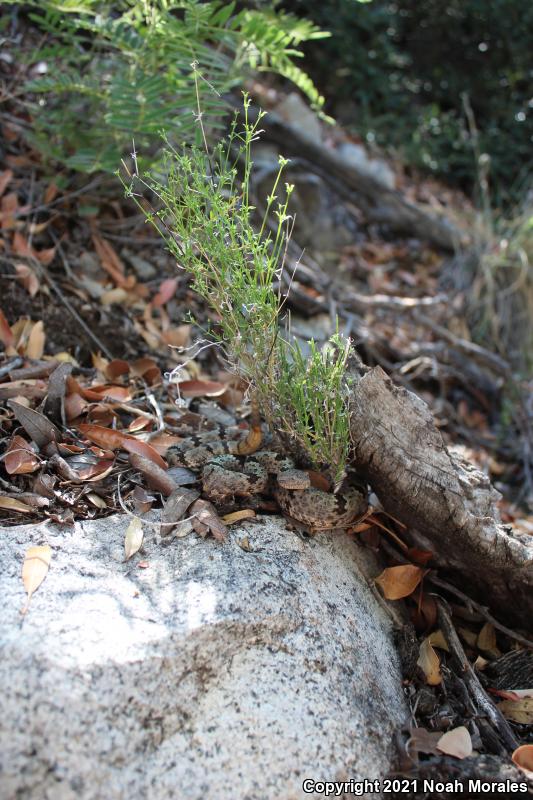 Banded Rock Rattlesnake (Crotalus lepidus klauberi)