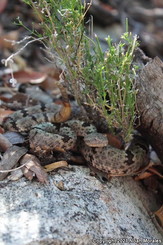 Banded Rock Rattlesnake (Crotalus lepidus klauberi)