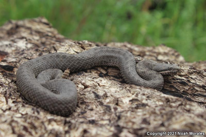 Western Twin-spotted Rattlesnake (Crotalus pricei pricei)