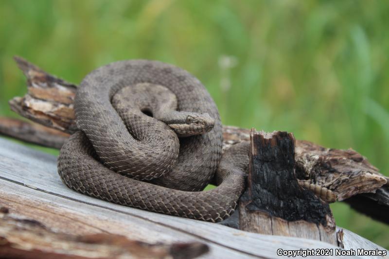 Western Twin-spotted Rattlesnake (Crotalus pricei pricei)