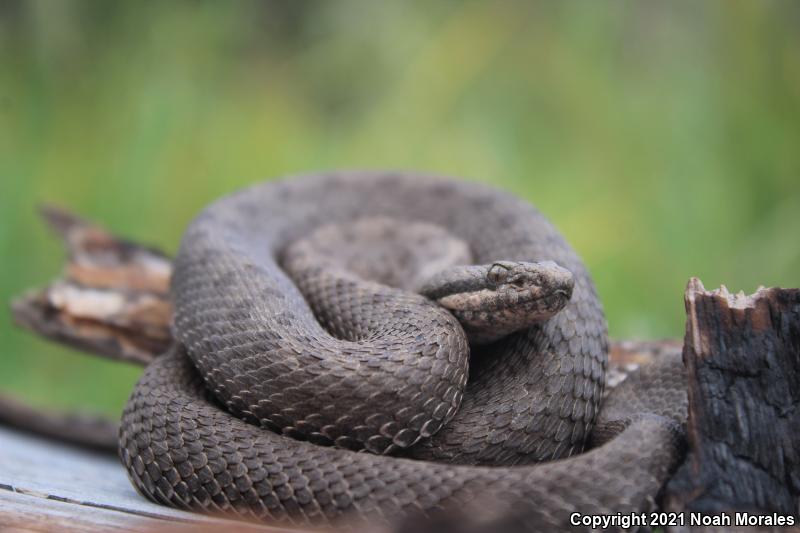 Western Twin-spotted Rattlesnake (Crotalus pricei pricei)