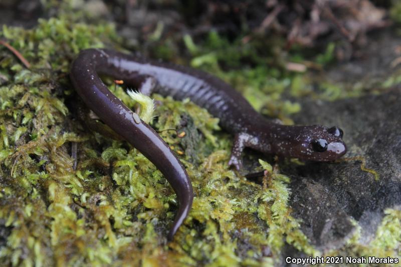 Siskiyou Mountains Salamander (Plethodon stormi)