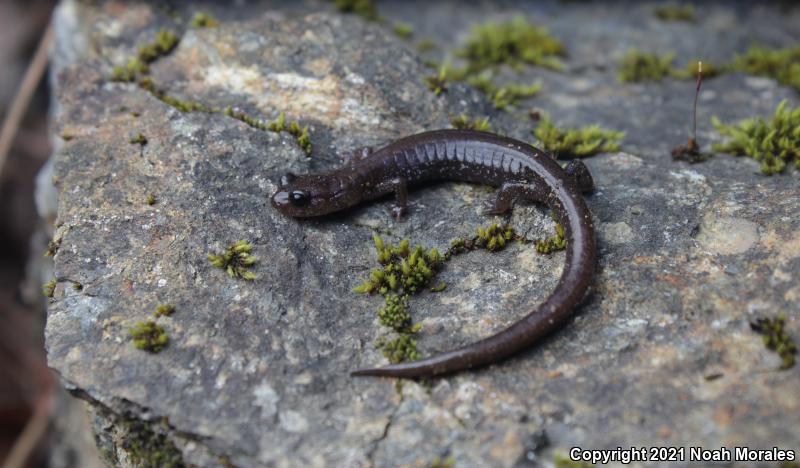 Siskiyou Mountains Salamander (Plethodon stormi)