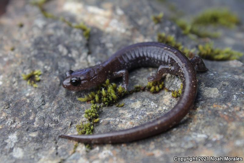 Siskiyou Mountains Salamander (Plethodon stormi)