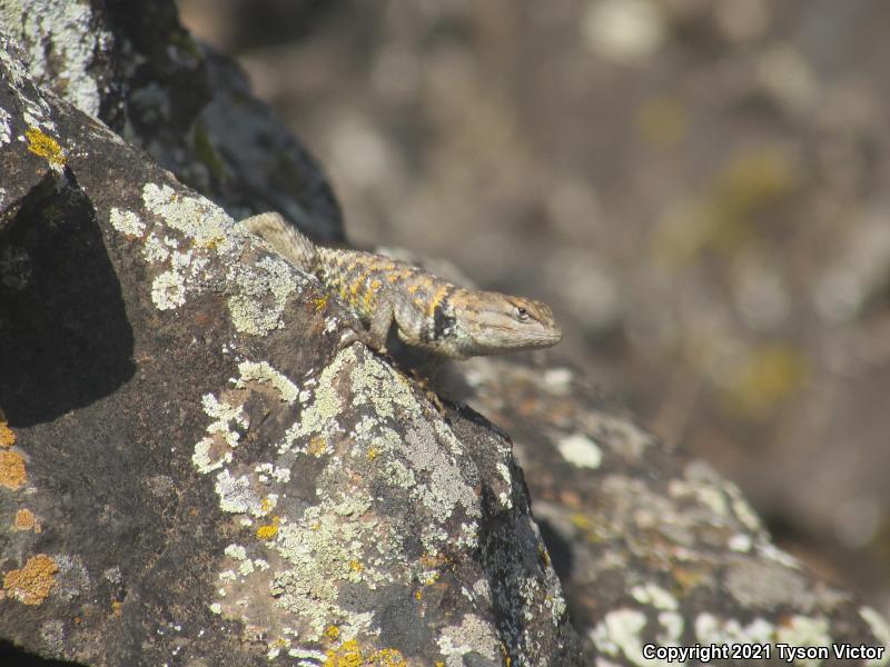 Yellow-backed Spiny Lizard (Sceloporus uniformis)