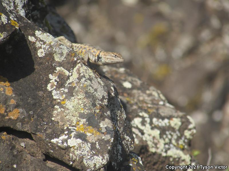 Yellow-backed Spiny Lizard (Sceloporus uniformis)