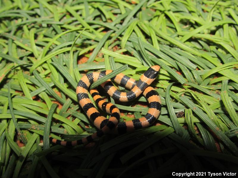 Variable Groundsnake (Sonora semiannulata semiannulata)