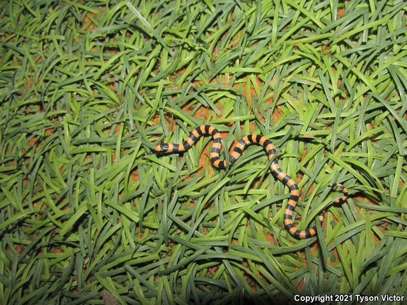 Variable Groundsnake (Sonora semiannulata semiannulata)