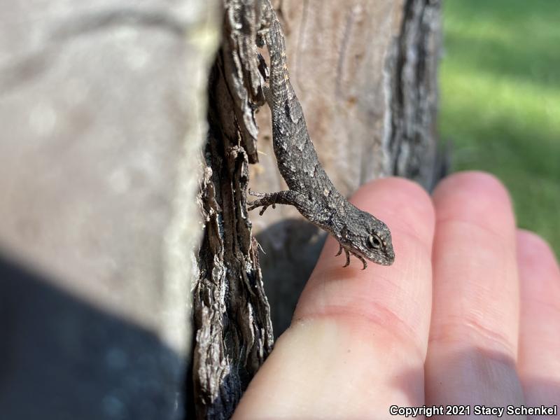 Eastern Fence Lizard (Sceloporus undulatus)