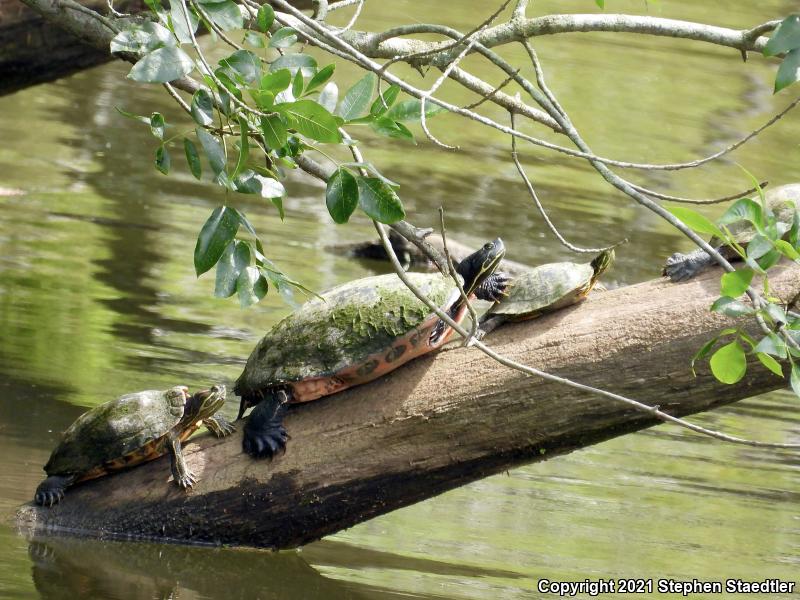 Northern Red-bellied Cooter (Pseudemys rubriventris)