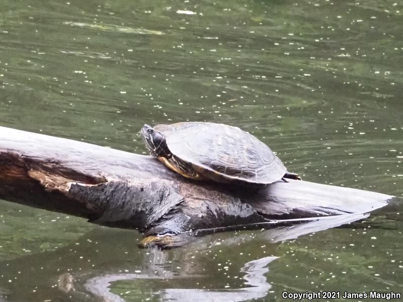 Red-eared Slider (Trachemys scripta elegans)