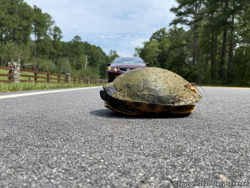 Pond Slider (Trachemys scripta)