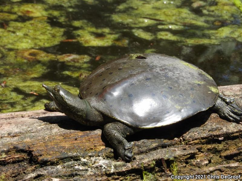 Spiny Softshell (Apalone spinifera)