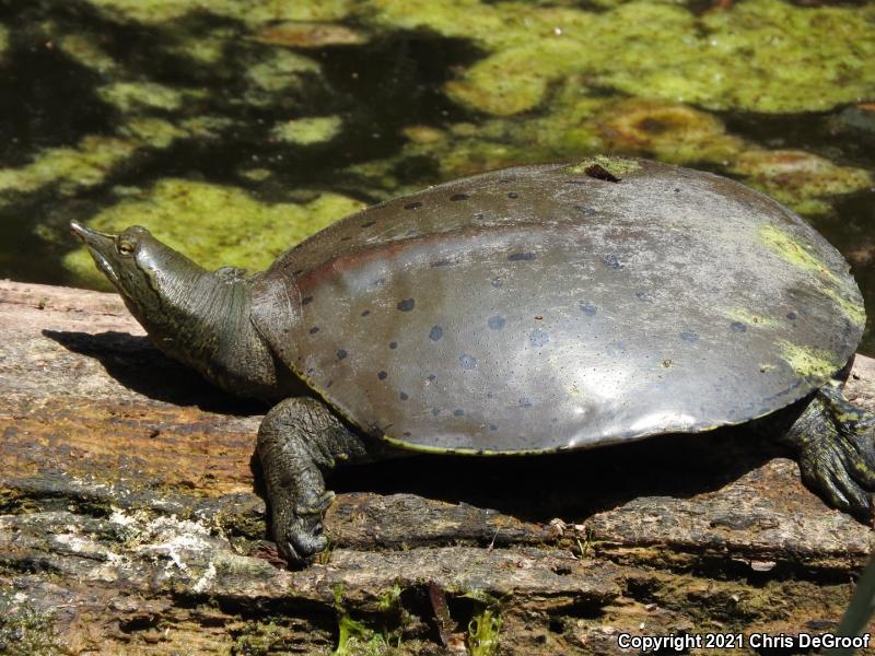 Spiny Softshell (Apalone spinifera)