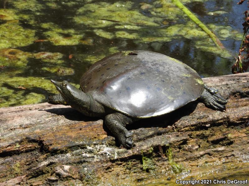 Spiny Softshell (Apalone spinifera)