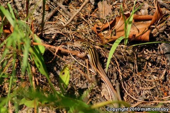 Prairie Racerunner (Aspidoscelis sexlineata viridis)