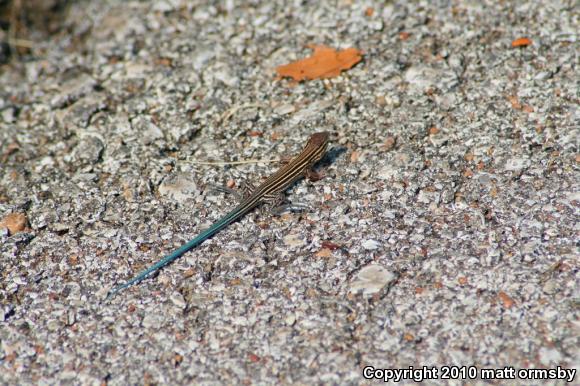 Prairie Racerunner (Aspidoscelis sexlineata viridis)