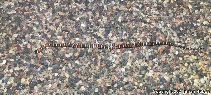 Arizona Mountain Kingsnake (Lampropeltis pyromelana pyromelana)