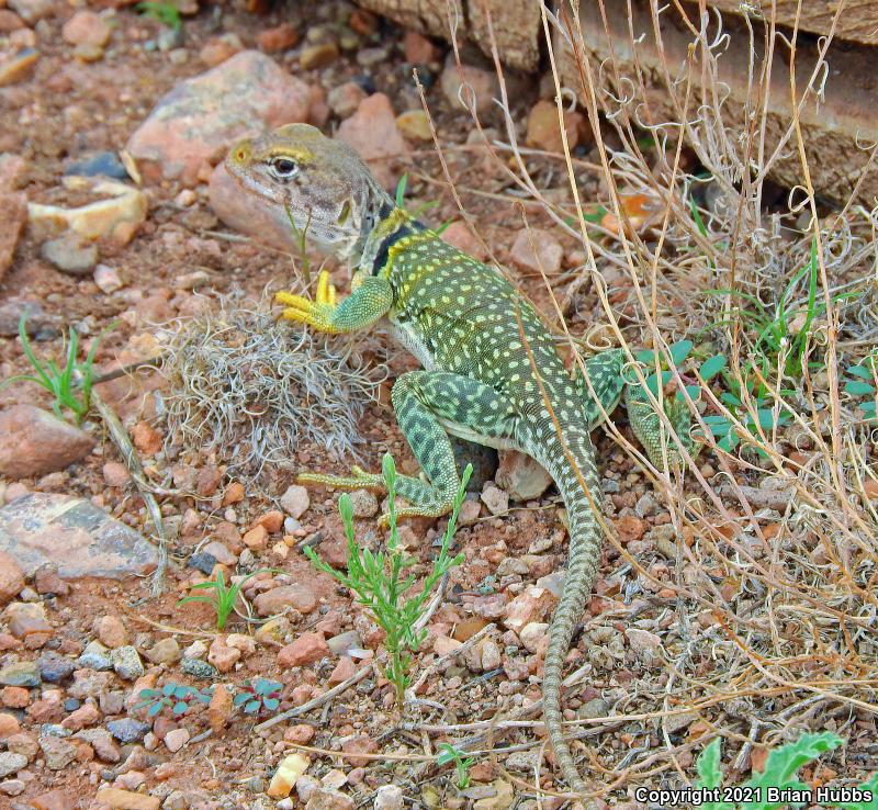 Eastern Collared Lizard (Crotaphytus collaris)